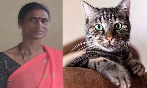 cat