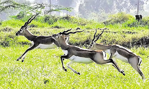 நதிக்கரையோரம் கூட்டம் கூட்டமாக துள்ளி குதித்த மான்கள்