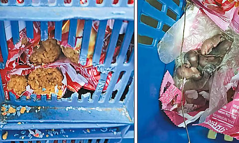 லட்டு பிரசாத பாக்கெட்டுகளில் எலிக்குட்டிகள் கிடந்ததால் பரபரப்பு