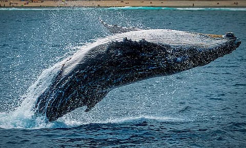 Whale Vomit