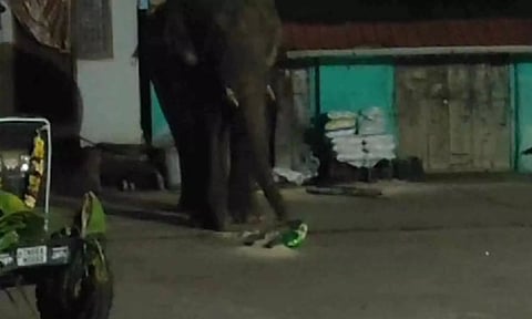 ஒற்றை காட்டு யானை