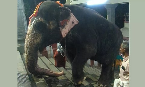 காப்புக்கட்டுதல் நிகழ்ச்சிக்காக மலைக்கோவிலுக்கு அழைத்து வரப்பட்ட யானை கஸ்தூரி.
