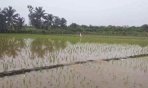 டெல்டா மாவட்டங்களில் தொடர் மழை : வயல்களில் தண்ணீர் புகுந்து பயிர்கள் மூழ்கி சேதம்