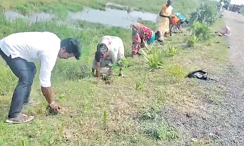 பழவேற்காடு அருகே சாலையோரத்தில் 10 ஆயிரம் மரக்கன்றுகள்