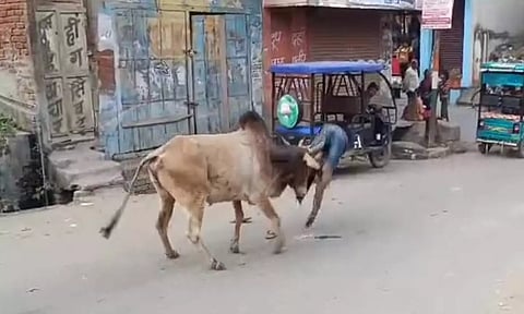 உத்தரபிரதேசத்தில் மாடு முட்டி 15 பேர் காயம்