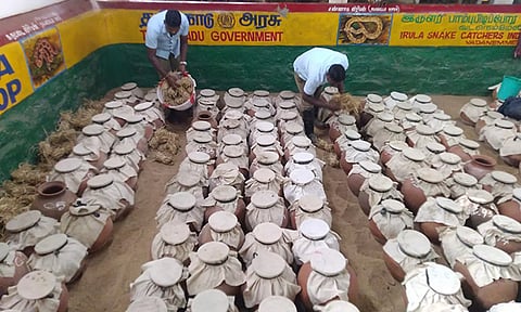 6,442 பாம்புகளை ஆறு மாதத்தில் பிடித்த இருளர்கள்- விஷம் எடுக்கும் பணி தீவிரம்