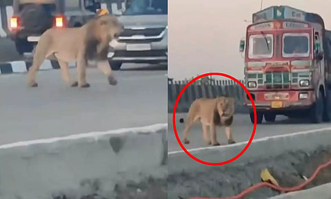 VIDEO: நெடுஞ்சாலையை கம்பீரமாக கடந்து சென்ற சிங்கம் - காத்திருந்த வாகன ஓட்டிகள்