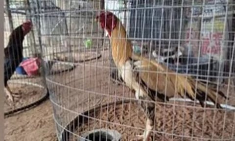 தெலுங்கானாவில் சண்டை சேவல்கள் ரூ.16.60 லட்சத்துக்கு ஏலம்