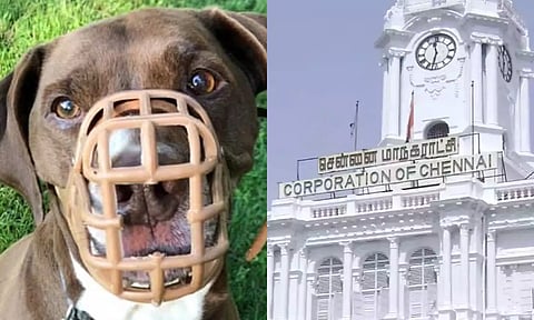 வளர்ப்பு நாய்களுக்கு வாய்மூடி அணிவிக்காவிட்டால் அபராதம் விதிக்க முடிவு