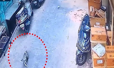 இடிந்து விழுந்த 100 வருட பழமையான கட்டடம்.. உயிரைக் காப்பாற்ற ஓடிய நாய் பரிதாப பலி - பகீர் வீடியோ