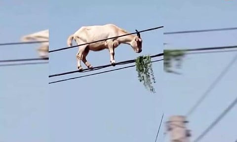 VIDEO: மின் கம்பியில் நடந்து சாகசம் செய்த ஆடு... சூப்பர் மேன் தங்கச்சி என நெட்டிசன்கள் கிண்டல்