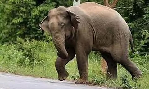 தாளவாடி அருகே யானை தாக்கி விவசாயி படுகாயம்