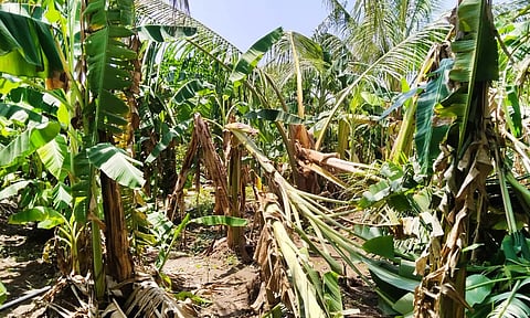 நிலக்கோட்டை அருகே சூறாவளிக்காற்றுடன் பெய்த மழையால் 2000 வாழை மரங்கள் சேதம்