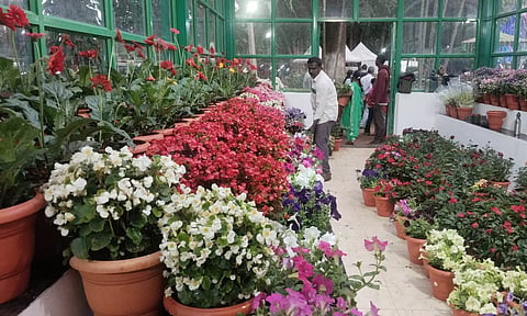 கோடைவிழாவையொட்டி வைக்கப்பட்டுள்ள பூந்தொட்டிகளில் பூத்து குலுங்கும் மலர்கள்.