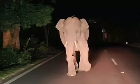 பண்ணாரி அருகே இரவில் தேசிய நெடுஞ்சாலையில் வாகனங்களை துரத்திய ஒற்றை யானையால் பரபரப்பு