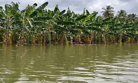 சிறுமுகை அருகே 50 ஆயிரம் வாழைகள் நீரில் மூழ்கின- விவசாயிகள் கவலை