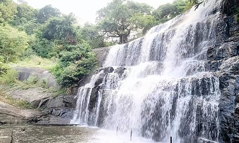 மேகமலை அருவியில் தண்ணீர் வரத்து அதிகரித்துள்ள காட்சி.