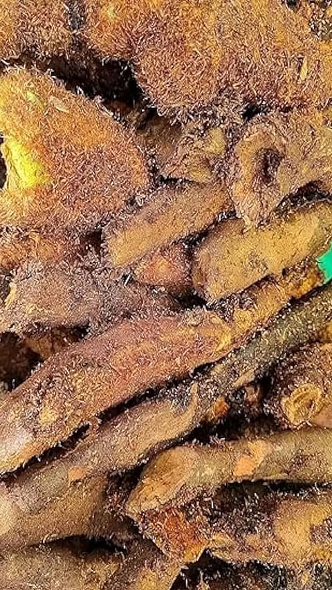 மருத்துவ குணம் கொண்ட முடவாட்டுக்கால் கிழங்கு