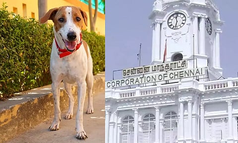 வளர்ப்பு நாய்களுக்கு 'மைக்ரோ சிப்' கட்டாயம் - மீறினால் ரூ.3000 வரை அபராதம் : மாநகராட்சி முடிவு