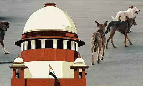 தெருநாய் வழக்கு: தமிழ்நாடு உள்ளிட்ட 25 மாநிலங்களுக்கு உச்ச நீதிமன்றம் அதிரடி உத்தரவு