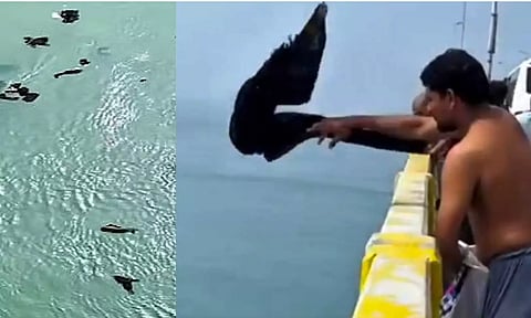 பாம்பன் கடலில் துணியை வீசும் ஐயப்ப பக்தர்கள் - கடல் வளம் பாதிக்கப்படும் அபாயம்