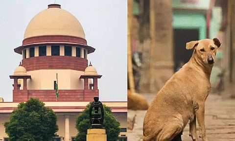 9 வயது குழந்தையை நாய்கள் தாக்கும்போது யார் பொறுப்பேற்பார்கள்? பிரச்சனையை கண்டும் காணாமல் இருக்கவேண்டுமா? - உச்ச நீதிமன்றம் கேள்வி