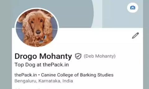 வேலை தேடும் நாய்... லின்க்டுஇன் தளத்தில் செல்லப்பிராணிக்கு புரொஃபைல்... பின்னணி என்ன?