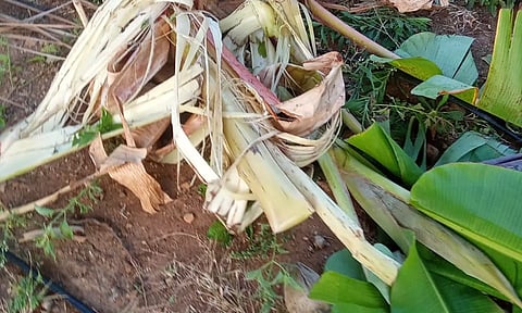  யானைகளால் சேதம் அடைந்துள்ள தென்னை, வாழை மரங்களை காணலாம்.