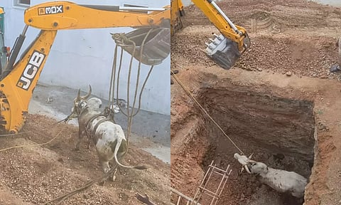 கழிவுநீர் தொட்டிக்குள் விழுந்த கோவில் காளை: 6 மணி நேர போராட்டத்திற்கு பின் மீட்பு