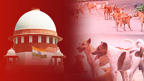 'അര്ഹതയുള്ളവയുടെ അതിജീവനം'; തെരുവുനായ ആക്രമണവും പരിണാമസിദ്ധാന്തവും തമ്മിൽ ബന്ധമെന്ത്? വ്യക്തമാക്കി സുപ്രീം കോടതി