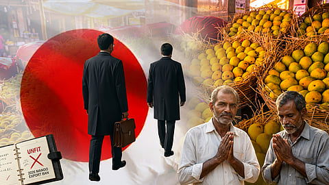 ചുവപ്പുനാടയില് കരിഞ്ഞുപോയ അല്ഫോന്സോ; 20 വര്ഷത്തെ മാമ്പഴ സാമ്രാജ്യം ഇന്ത്യ തകര്ത്തത് ഇങ്ങനെ