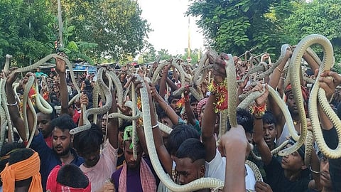 പാമ്പുകളെ പട്ടിണിക്കിടും, വിഷപ്പല്ലുകൾ പിഴുതെടുത്ത് ശരീരത്തിൽ ചുറ്റും; ബിഹാറിലെ വിചിത്ര നാഗപഞ്ചമി