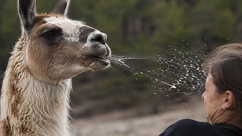 Lama