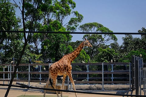 zoo