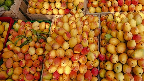 Mango in Northern Territory
