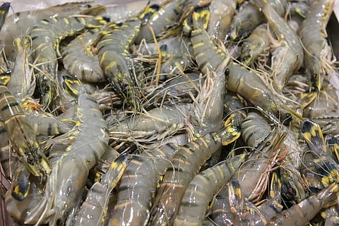Indian Srimp export