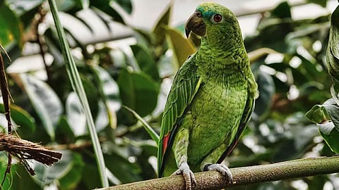 Forest Department files case against homeowner for keeping parrot in cage