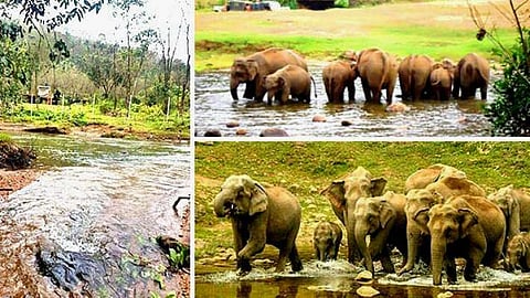 ആനക്കുളം; കാട്ടാനകളുടെ ബിവറേജ്..!!