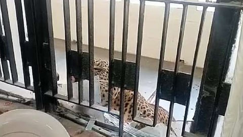 കോടതി പരിസരത്ത് പുലിയിറങ്ങി: ആക്രമണത്തില് നിരവധി പേര്ക്ക് പരുക്ക്