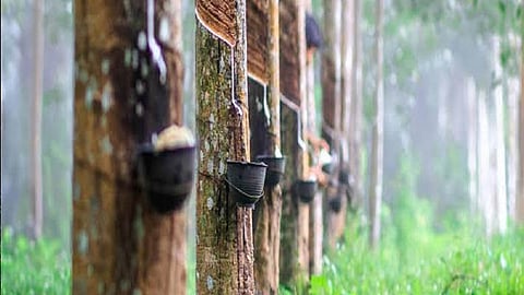 റബ്ബർ സബ്സിഡിക്ക് 600 കോടി അനുവദിച്ച് ധനമന്ത്രി