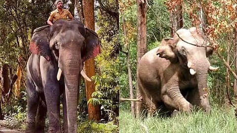 അരികൊമ്പനെ പിടികൂടാൻ കോന്നി സുരേന്ദ്രനും; 4 കുങ്കിയാനകളുമായി ദൗത്യസംഘം ഇടുക്കിയിലേക്ക്