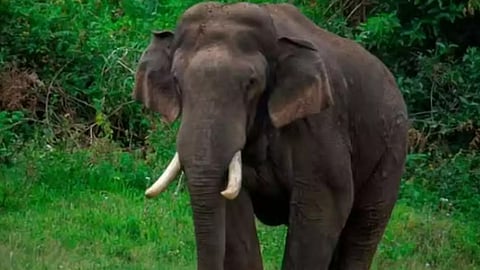 ഇടുക്കിയിൽ വീണ്ടും അരിക്കൊമ്പന്റെ ആക്രമണം; കാന്റീൻ ഉടമ രക്ഷപ്പെട്ടത് തലനാരിഴക്ക്