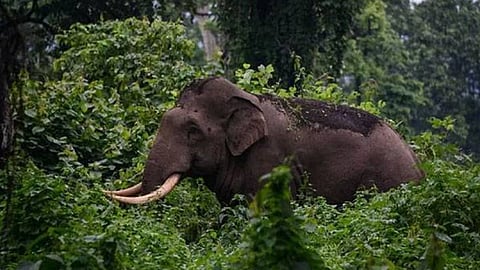 അരിക്കൊമ്പനെ പിടികൂടാനുള്ള നടപടികൾ ഊർജിതമാക്കി വനം വകുപ്പ്; കൂടുനിർമ്മാണത്തിനുള്ള നടപടികൾ ആരംഭിച്ചു