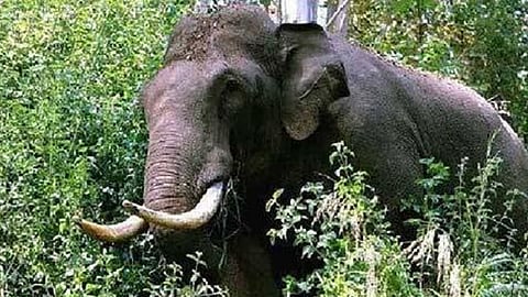 അരിക്കൊമ്പന്: പാലക്കാട് മുതലമടയിൽ ചൊവ്വാഴ്ച ഹർത്താൽ