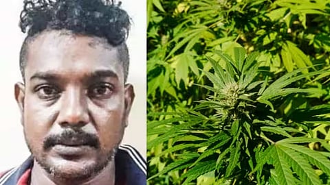 വീട്ടിൽ രഹസ്യമായി കഞ്ചാവ് ചെടി വളർത്തി; ആലപ്പുഴയിൽ യുവാവ് പിടിയിൽ