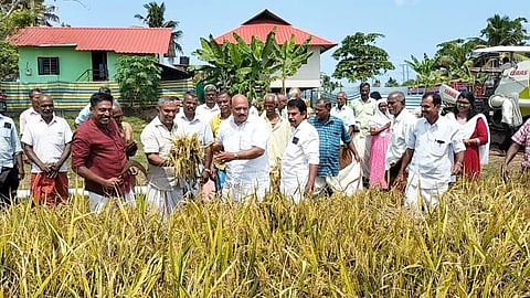 വലിയ കരി പാടശേഖരത്ത് കൊയ്ത്തുത്സവം