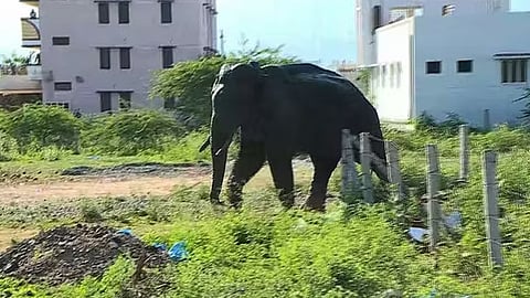 മിഷന് അരിക്കൊമ്പന്: മയക്കുവെടിവയ്ക്കാൻ ഉത്തരവിറങ്ങി