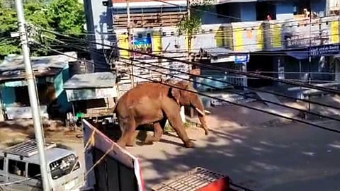 അരിക്കൊമ്പനെ മയക്കുവെടി വയ്ക്കാന് തീരുമാനം; ജനങ്ങൾ പുറത്തിറങ്ങരുതെന്ന് മുന്നറിയിപ്പ് (video)