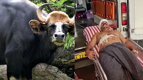 താമരശേരിയിൽ കാട്ടുപോത്തിന്റെ ആക്രമണം; യുവാവിന് ഗുരുതര പരിക്ക്