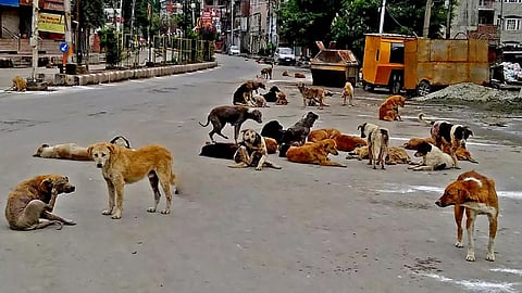 Don't throw people in front of stray dogs